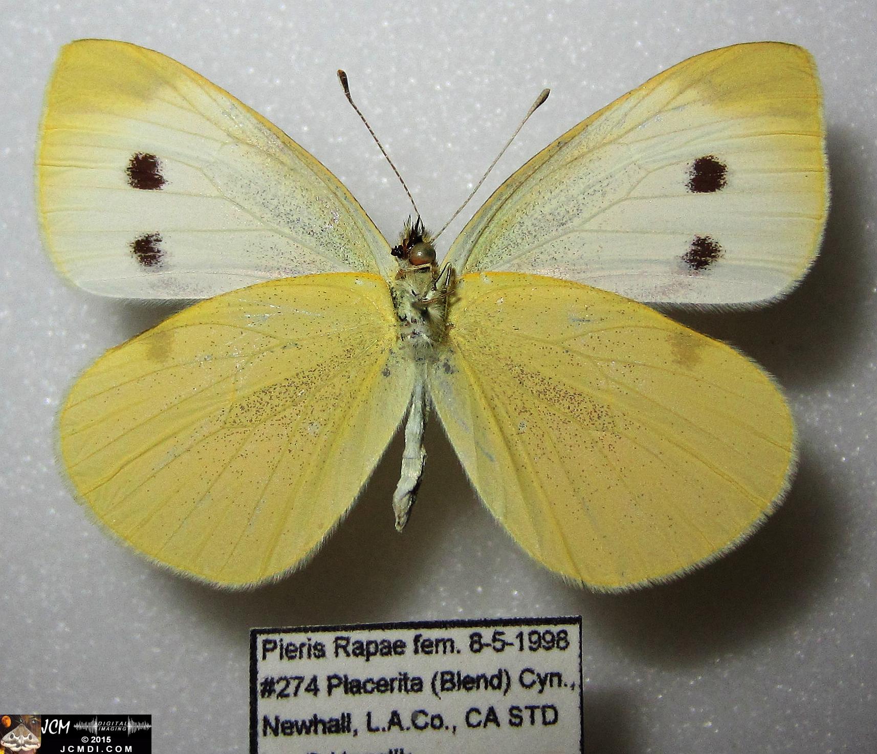 Cabbage Butterfly (Pieris rapae) adult insect, mounted female verso